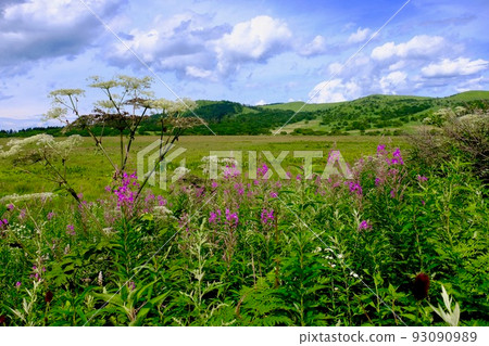 Yashima Mogara 93090989