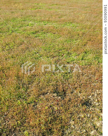 深秋的田野風光 93090991