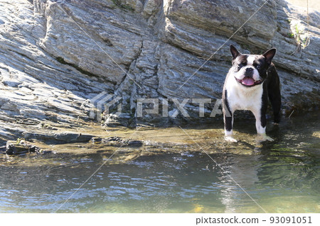 Mighty-kun, a Boston terrier, stares happily and cutely at the Tokigawa River, a popular riverside spot. 93091051