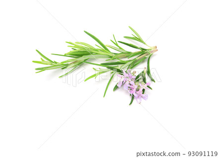 Fresh rosemary sprig flowering isolated on white background. 93091119