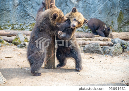 玩小熊（登別熊場，登別，北海道） 93091681
