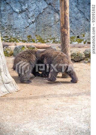 玩小熊（登別熊場，登別，北海道） 93091682