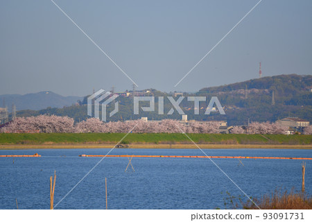 岡山縣岡山市中區櫻花盛開的百劍川河岸 93091731