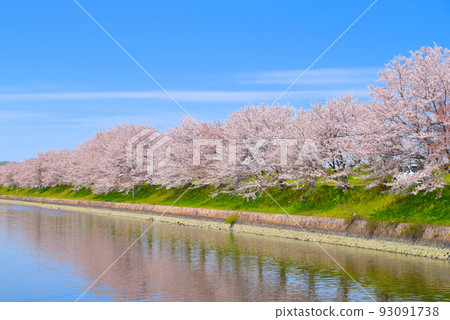 A row of cherry blossom trees in full bloom on the bank of the Hyakuken River, Naka-ku, Okayama City, Okayama Prefecture 93091738