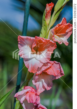Gladiolus with beautiful gradation 93091872