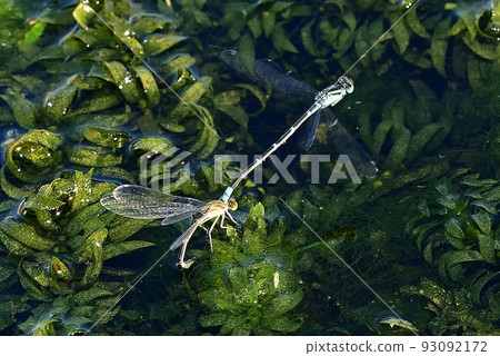 Musudo Tombo 93092172