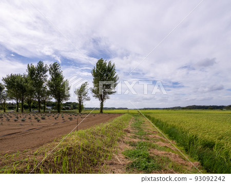 August scenery of Sakura poplar and rice cultivation August scenery of Sakura poplar and rice cultivation 93092242