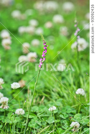 Spiranthes sinensis Spiranthes sinensis 93092416