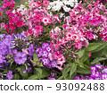 Beautiful flower gentle phlox, opened in the garden.  93092488