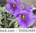 Beautiful flower gentle phlox, opened in the garden.  93092489