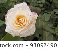 Beautiful flower gentle rose, opened in the garden 93092490