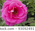 Beautiful flower gentle rose, opened in the garden 93092491