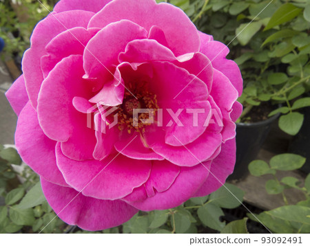 Beautiful flower gentle rose, opened in the garden 93092491