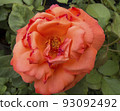 Beautiful flower gentle rose, opened in the garden 93092492