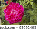 Beautiful flower gentle rose, opened in the garden 93092493