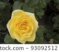 Beautiful flower gentle rose, opened in the garden 93092512