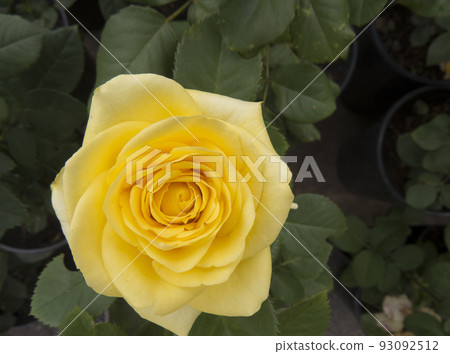 Beautiful flower gentle rose, opened in the garden Beautiful flower gentle rose, opened in the garden 93092512