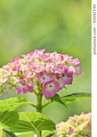 hydrangea hydrangea 93092540