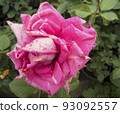 Beautiful flower gentle rose, opened in the garden. 93092557