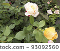 Beautiful flower gentle rose, opened in the garden. 93092560
