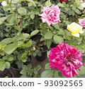 Beautiful flower gentle rose, opened in the garden. 93092565