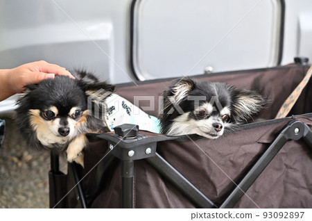 Female owner and Chihuahua Easy camping in a campervan Female owner and Chihuahua Easy camping in a campervan 93092897