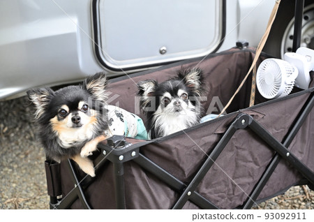 Easy camping with a good friend Chihuahua's outdoor camper Easy camping with a good friend Chihuahua's outdoor camper 93092911