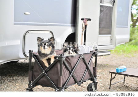 Easy camping with a good friend Chihuahua's outdoor camper 93092916