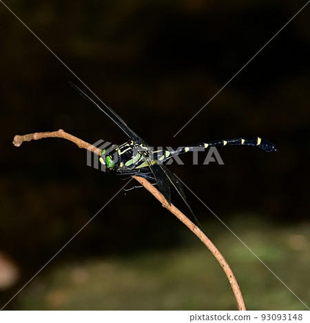 Kooniyanma Kooniyanma 93093148