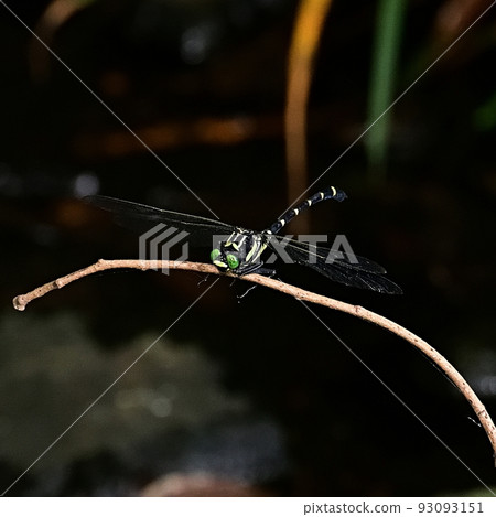 Kooniyanma Kooniyanma 93093151