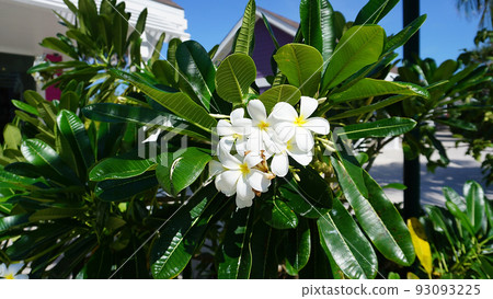 Blooming phumelia or Champa flower at Bahamas Blooming phumelia or Champa flower at Bahamas 93093225