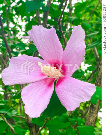 Tokyo Itabashi, Sharon of roses blooming in Nishidai green space in summer 93093287