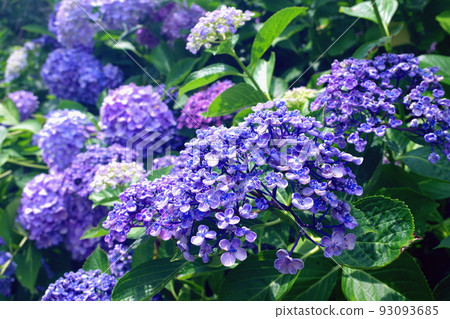 Colored hydrangeas 93093685