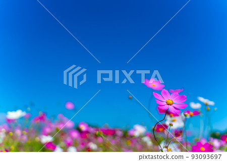 Cosmos Cosmos 93093697