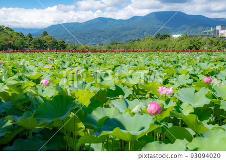 西堀盛開的蓮花 93094020