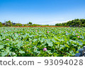 Summer sky and lotus in full bloom 93094028
