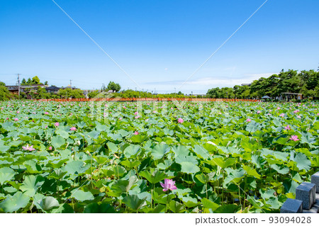Summer sky and lotus in full bloom 93094028