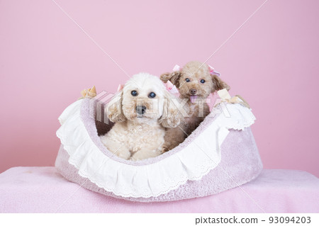 pink back and two toy poodles 93094203