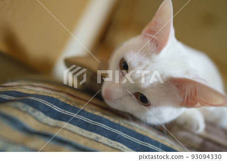 white cat staring at something white cat staring at something 93094330