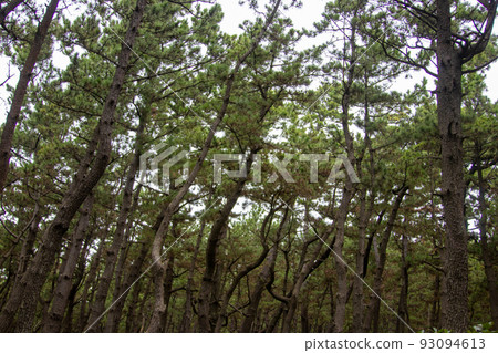 Senbonhama Park in Numazu 93094613