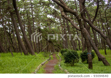 Senbonhama Park in Numazu Senbonhama Park in Numazu 93094640