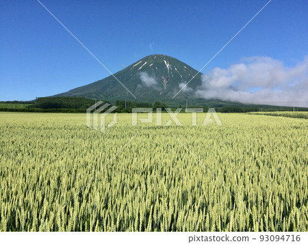Hokkaido in early summer Mt. Yotei and wheat fields 93094716