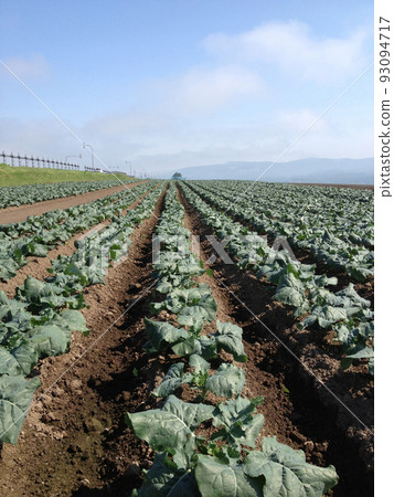 Hokkaido agriculture straight broccoli ridges 93094717