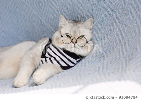 A funny white British cat in a striped t-shirt and glasses lies on a blue knitted blanket. 93094784