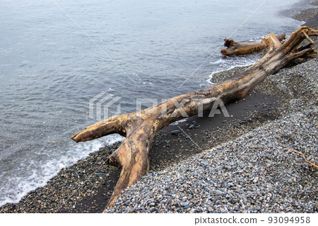 Senbonhama Park in Numazu Senbonhama Park in Numazu 93094958