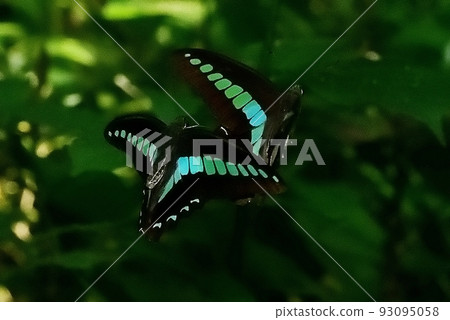 常見的青蠅 93095058