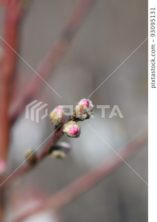 Nectarine 93095131