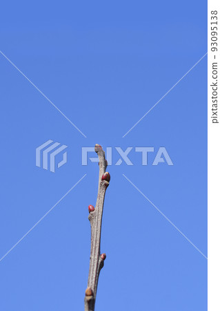 Sweet chestnut Sweet chestnut 93095138