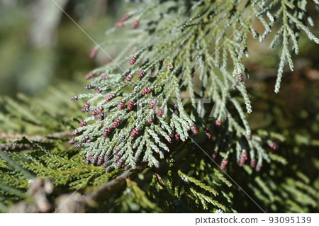 Lawsons Cypress Triomf van Boskoop 93095139