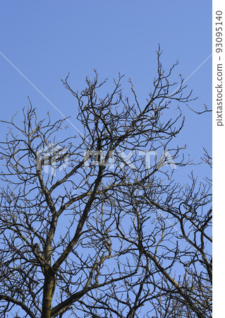 Common horse chestnut Common horse chestnut 93095140